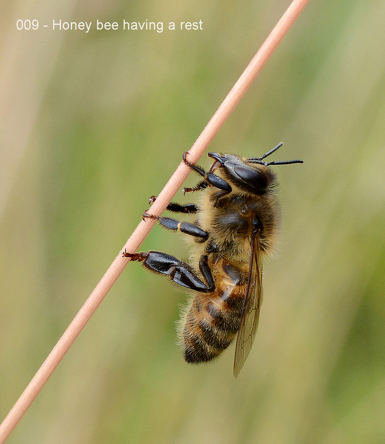 009 - Honey bee having a rest
